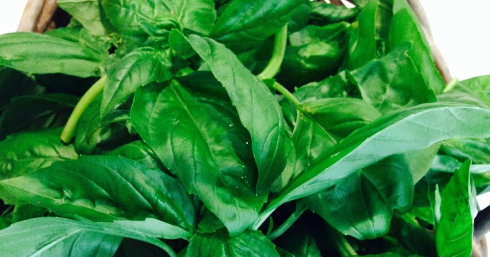 Sustainable Possibilities: Basil, pesto and crop rotation (with a side ...
