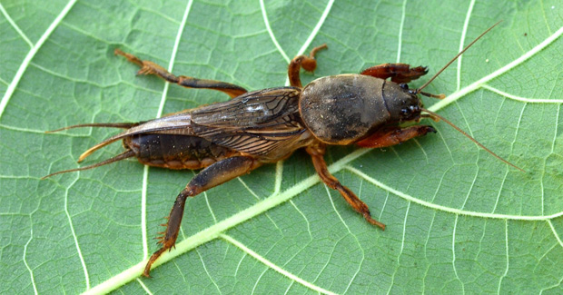 Hongos Y Clases De Insectos Alacran Cebollero O Grillo Topo