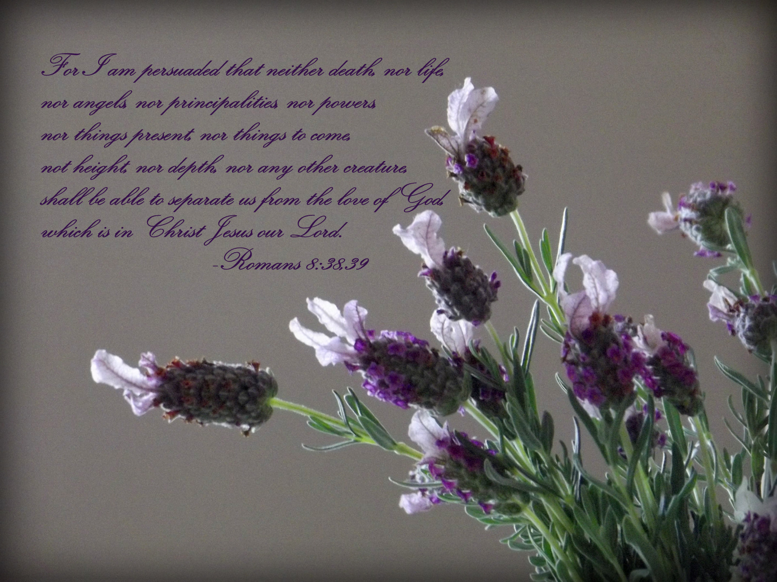 Rena s pink roses romans 8 38 39