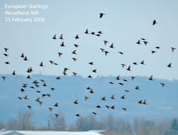 birds starlings flocks swirling starling european northwest notes nature hawk dive predators approaches intimidate actually third form any