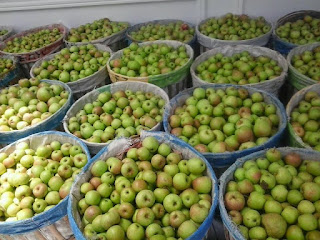 Buah Apel Manalagi Buah Apel Manalagi