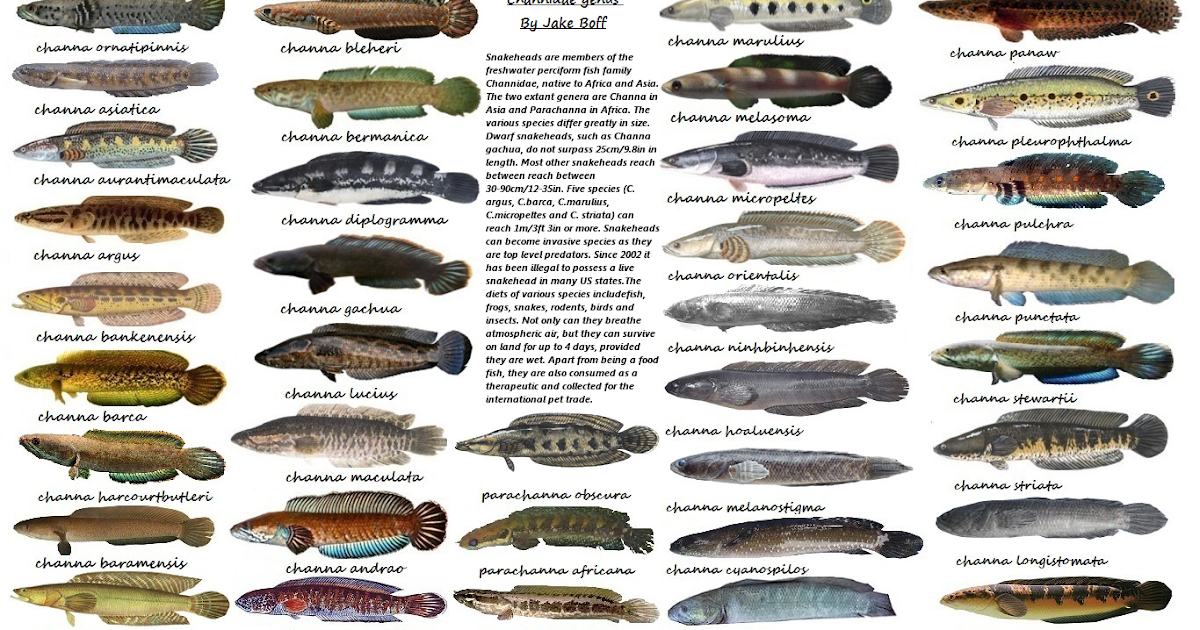 Semua tentang Ikan Hias Air Tawar Jenisjenis Ikan gabus air tawar jpg (1200x630)