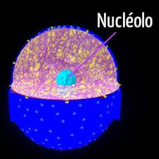 -nucleolo