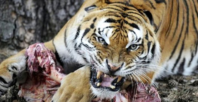 Pantaskah Dipanggil Anak, Ketika Korbankan Orang Tuanya Dimakan Macan Agar Mendapat Uang? Pantaskah Dipanggil Anak, Ketika Korbankan Orang Tuanya Dimakan Macan Agar Mendapat Uang?