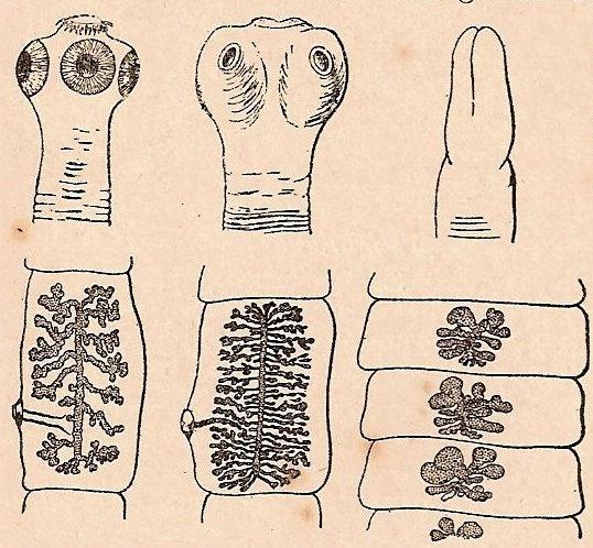 Lecture Notes in Medical Technology Lecture 5 THE