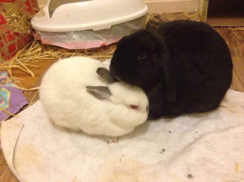 Rabbit Rescue Sanctuary BONDED RABBIT PAIR NEED HOME NEWCASTLE