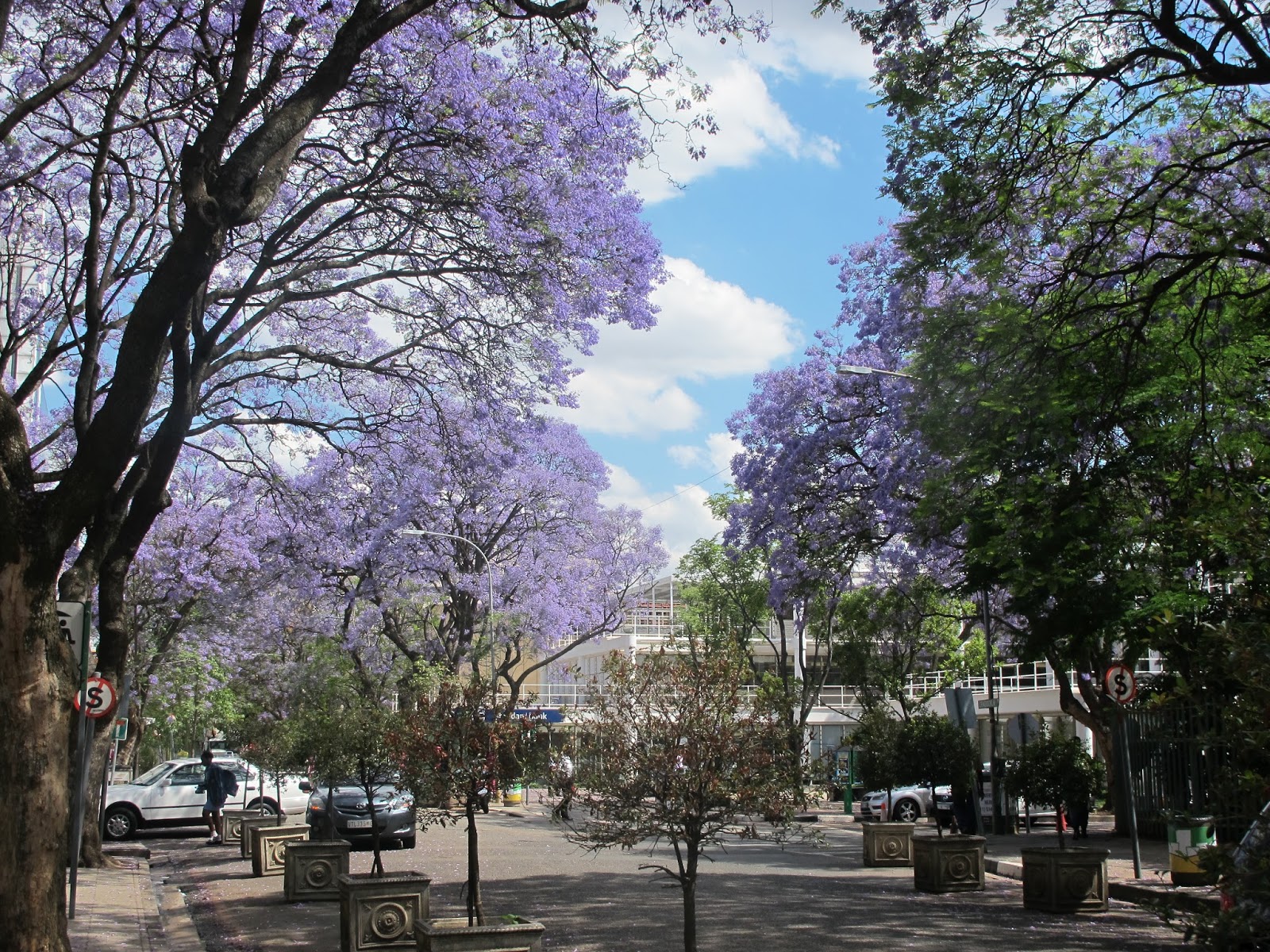 Because this is Africa Johannesburg Spring Big Storms and Pretty Flowers