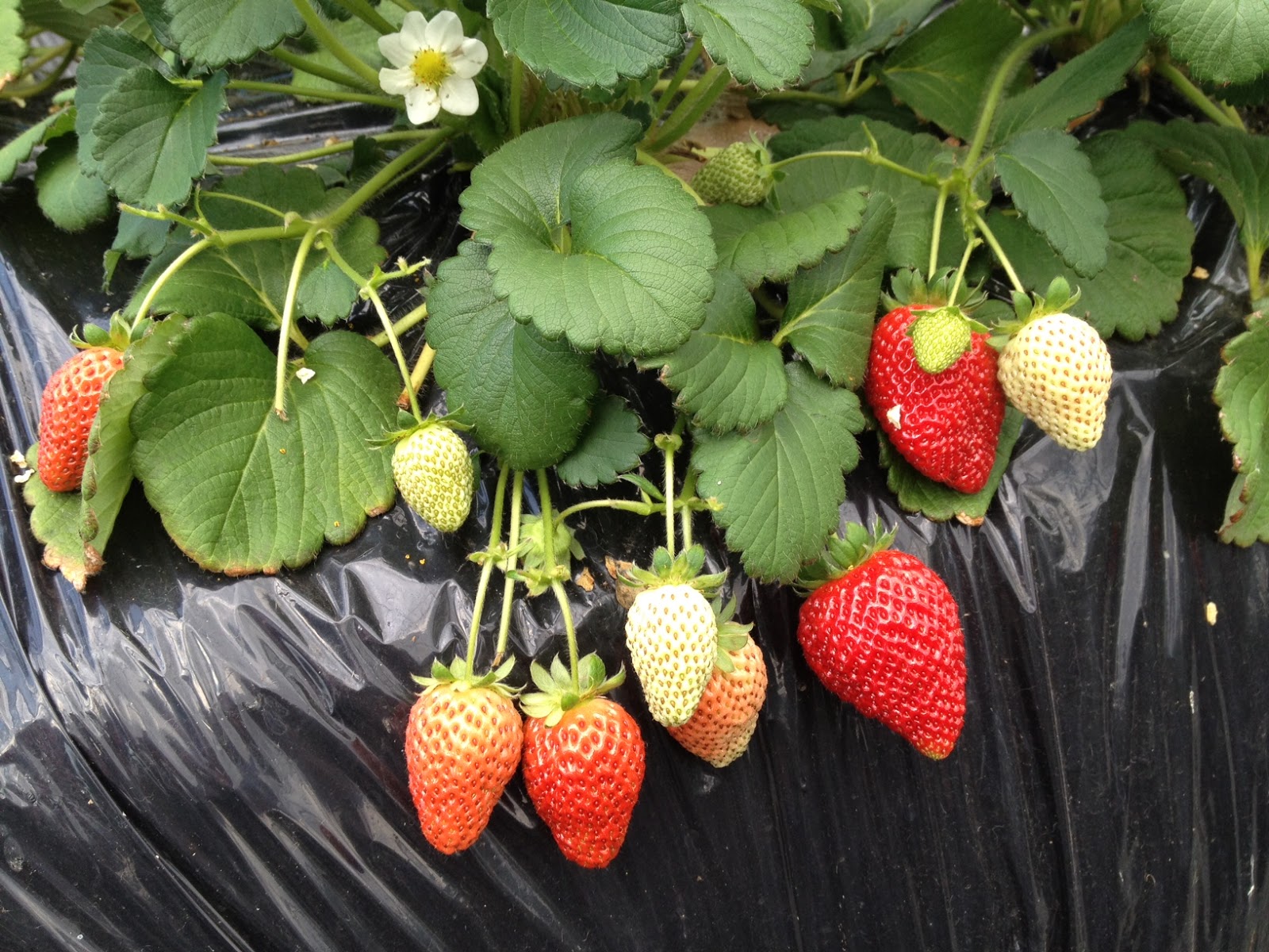 Marketing Japan Strawberry Picking Near Tokyo Take a Pictorial