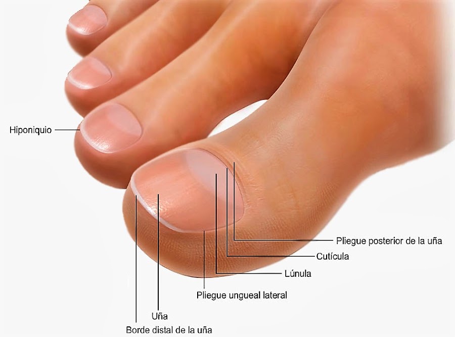 partes de la uña