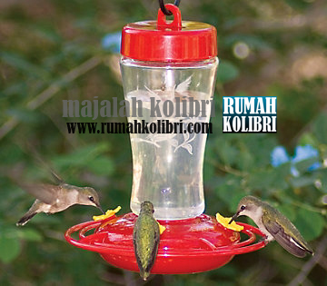 Tips Memilih Nektar Yang Bagus Dan Cocok Bagi Kolibri Anda Rumah Kolibri