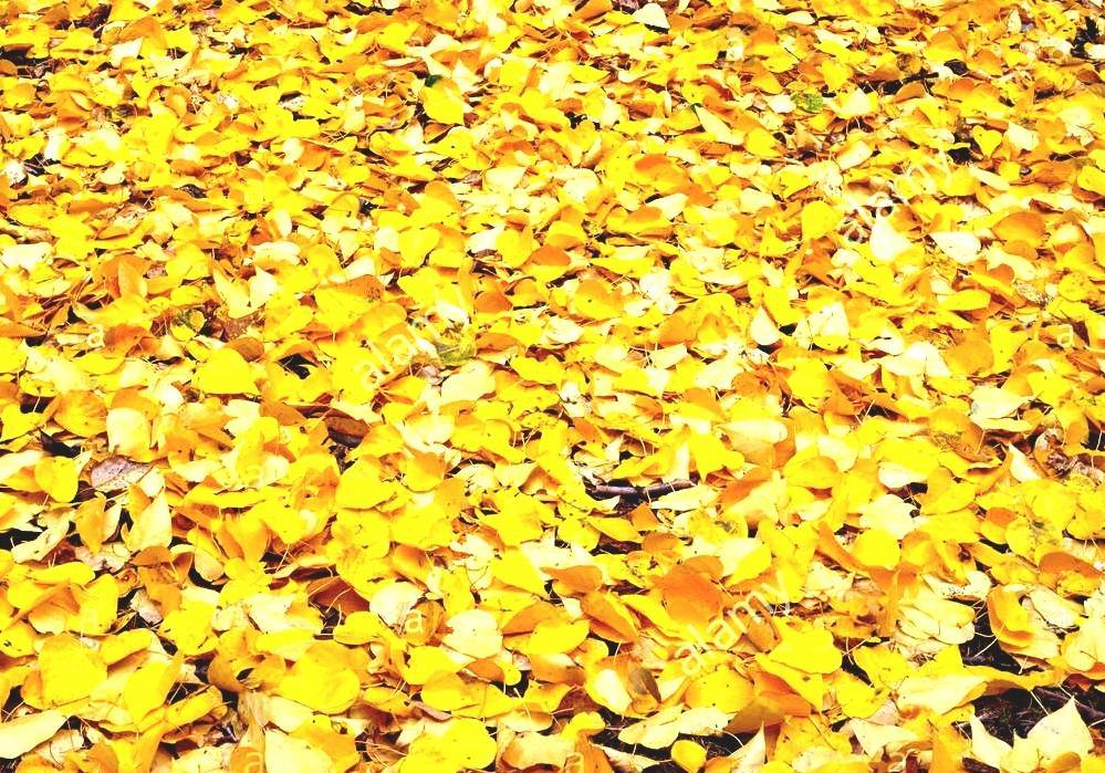 Populus Trichocarpa Cottonwood Tree Oregon