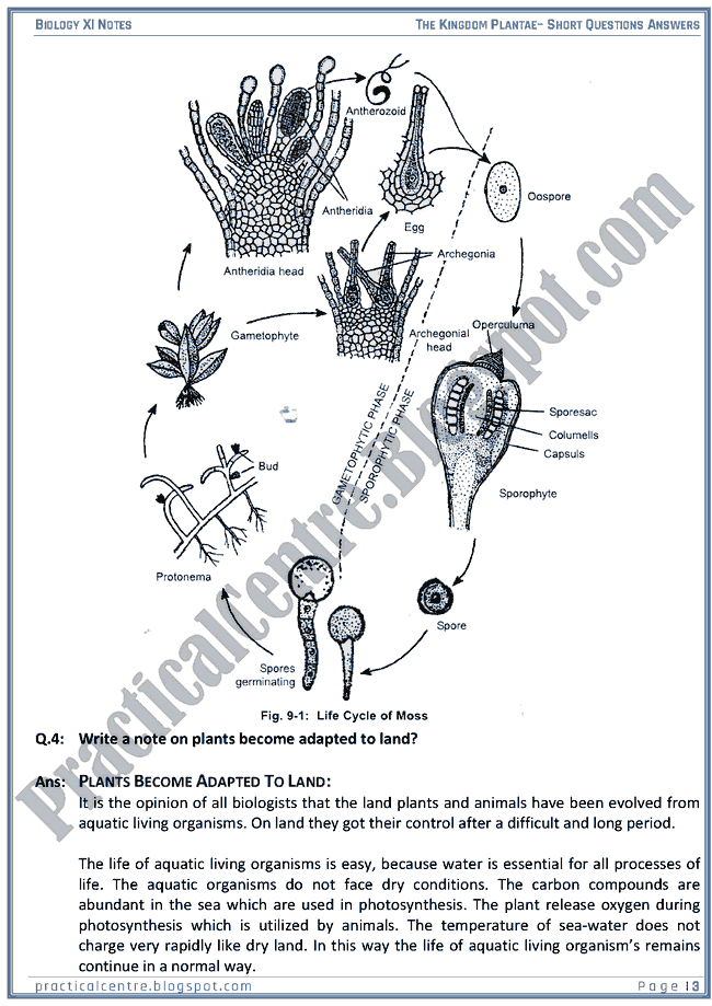 Kingdom Plantae - Short Questions Answers - Biology XI