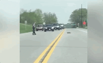 Un tireur adjoint du shérif a abattu une marmotte au milieu d'une route