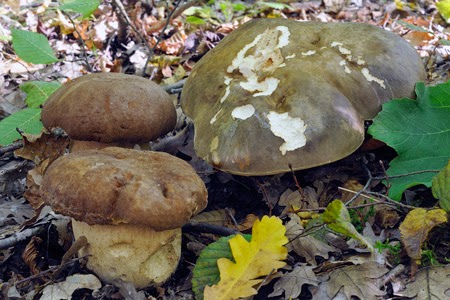 funghi all'abruzzese per l'italia nel piatto