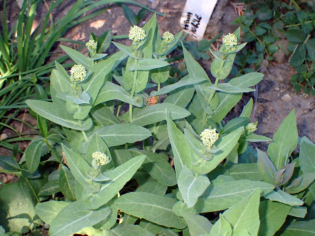 Peltaria alliacea
