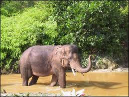 gambar gajah Apick Aw0x z gambar gajah Apick Aw0x z