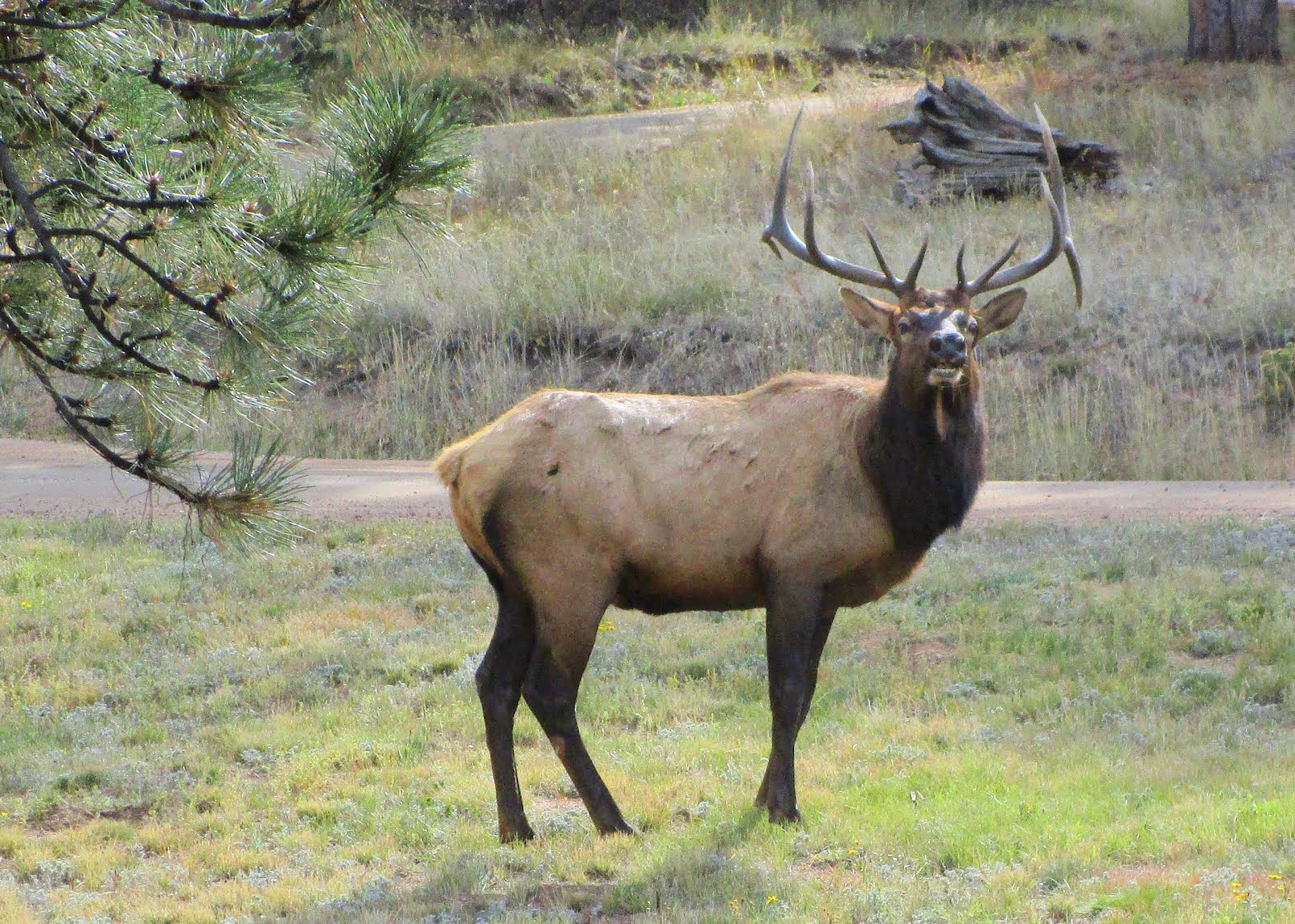 Bull Elk in our Yard
