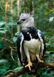 harpy eagle bird birds eagles brazilian harpie alcantara prey species types harpia flying largest funny heaviest animal american falcons pet