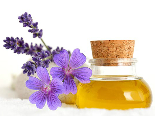Phòng chống virut Zika với tinh dầu thiên nhiên Phòng chống virut Zika với tinh dầu thiên nhiên