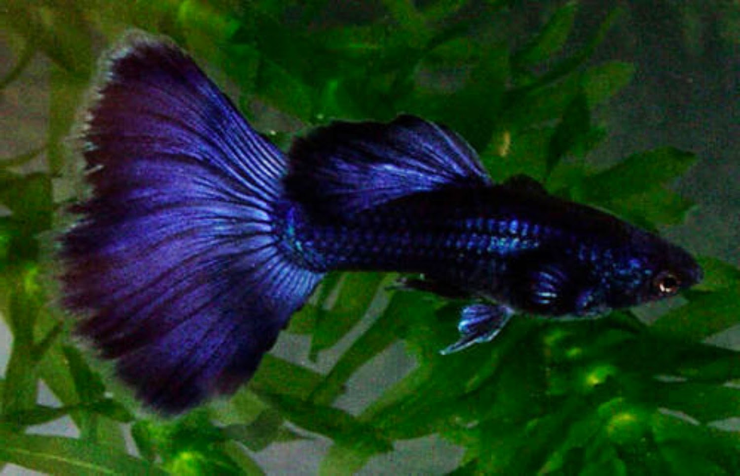 JOE'S AQUAWORLD FOR EXOTIC FISHES MUMBAI INDIA 9833898901 aquarium