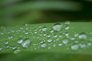 Some-Strange-Superstitions-That-Will-Make-You-Smile-Fingers-Crossed-image-of-raindrops-on-a-leaf