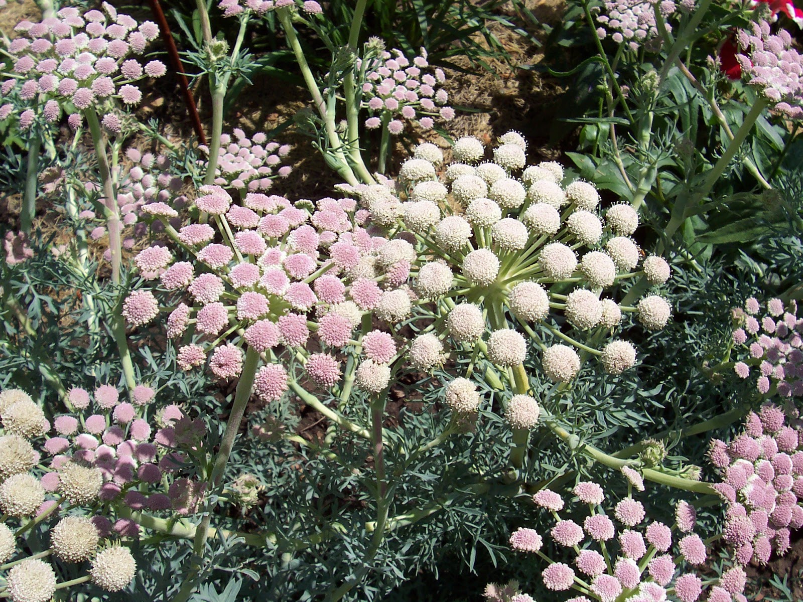 The Marvelous Moon Carrot Rotary Botanical Gardens