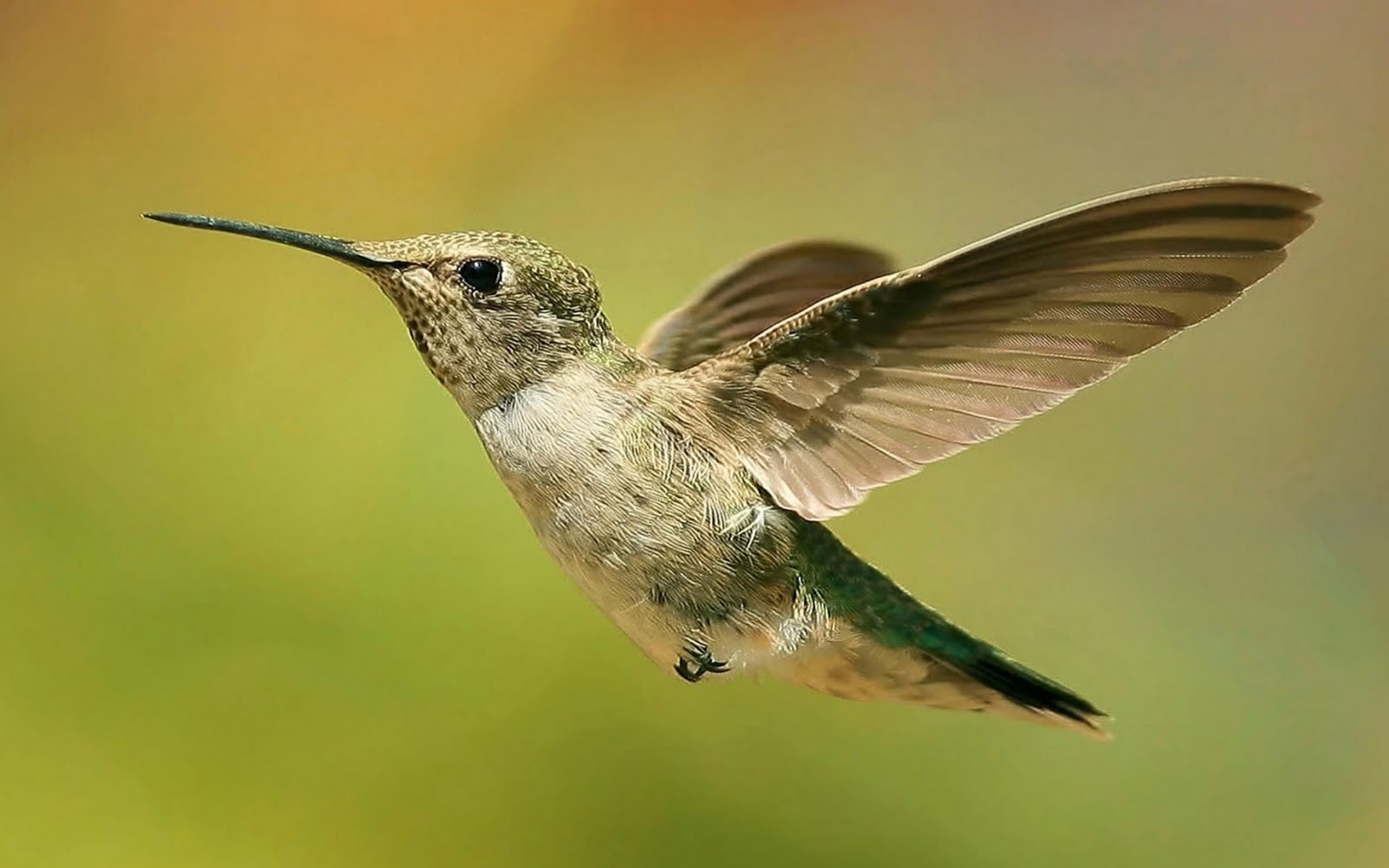 humming bass dj song