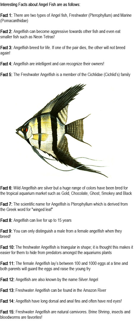 Angelfish facts for kids