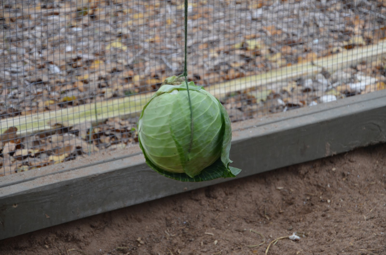 Garden Ally Chicken Tetherball Tournament