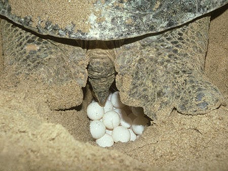Teknősök – Wikipédia