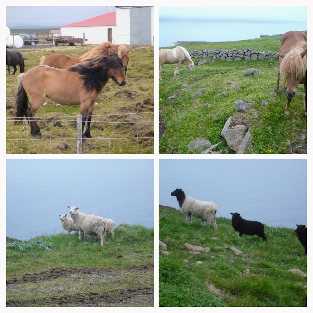 cavalli e pecore in Islanda