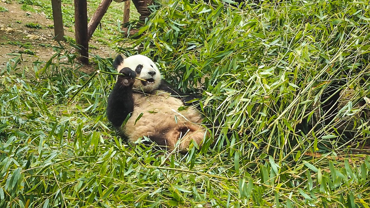 Pandas eating bamboo at Chengdu Panda Sanctuary, China