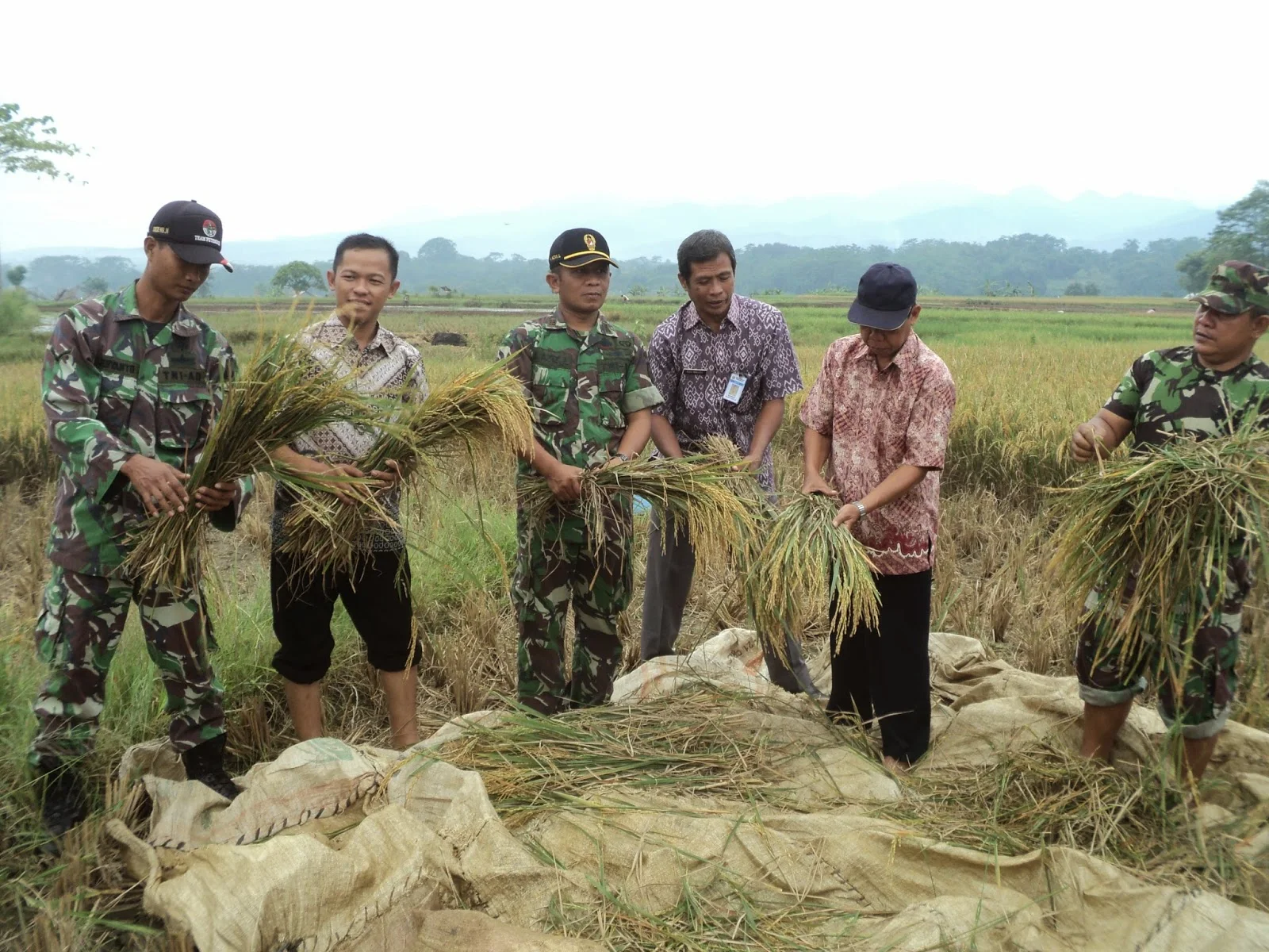 Petani Panen, Para Babinsa Terjun Ke Sawah