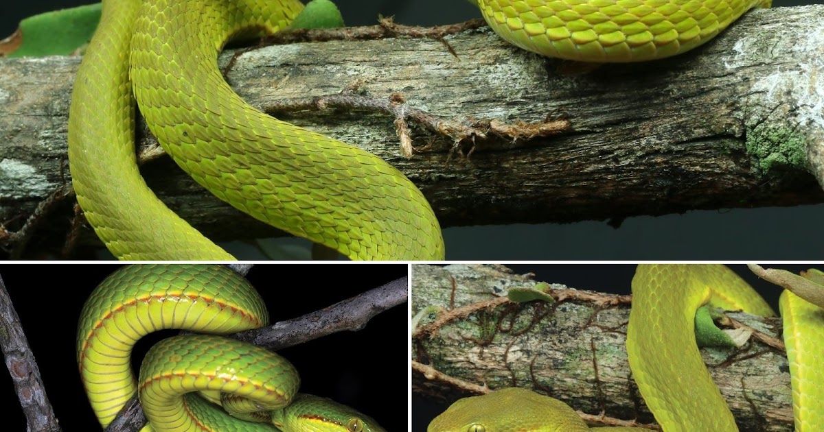 Species New to Science [Herpetology • 2020] Trimeresurus salazar • A