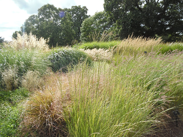 ogród traw, grass garden