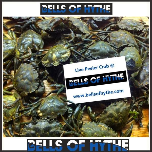 Shop News Blog Live Bait Range. Shop News Blog Live Bait Range.