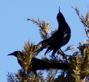 Great-Tailed Grackles Calling.