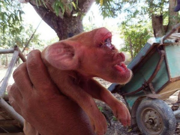 ¡Rareza del mundo animal! Nace cerdito con cara de mono (VIDEO) ¡Rareza del mundo animal! Nace cerdito con cara de mono (VIDEO)