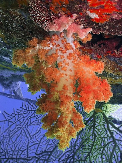 Upside Down Tree Coral