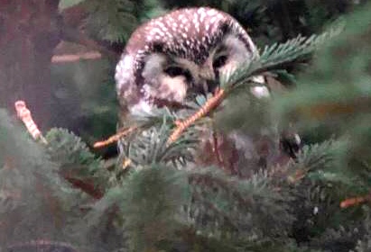 TENGMALM'S OWL-BIXTER-MAINLAND-SHETLAND-21ST FEBRUARY 2019