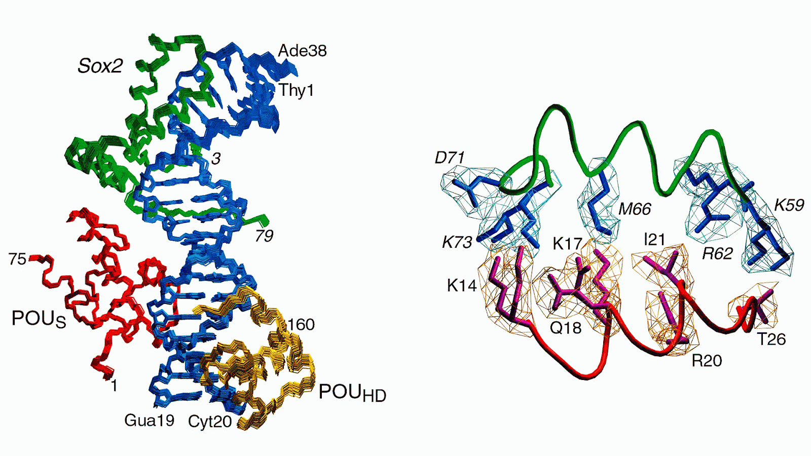 SOX2 Sox2 Protein Protein Choices