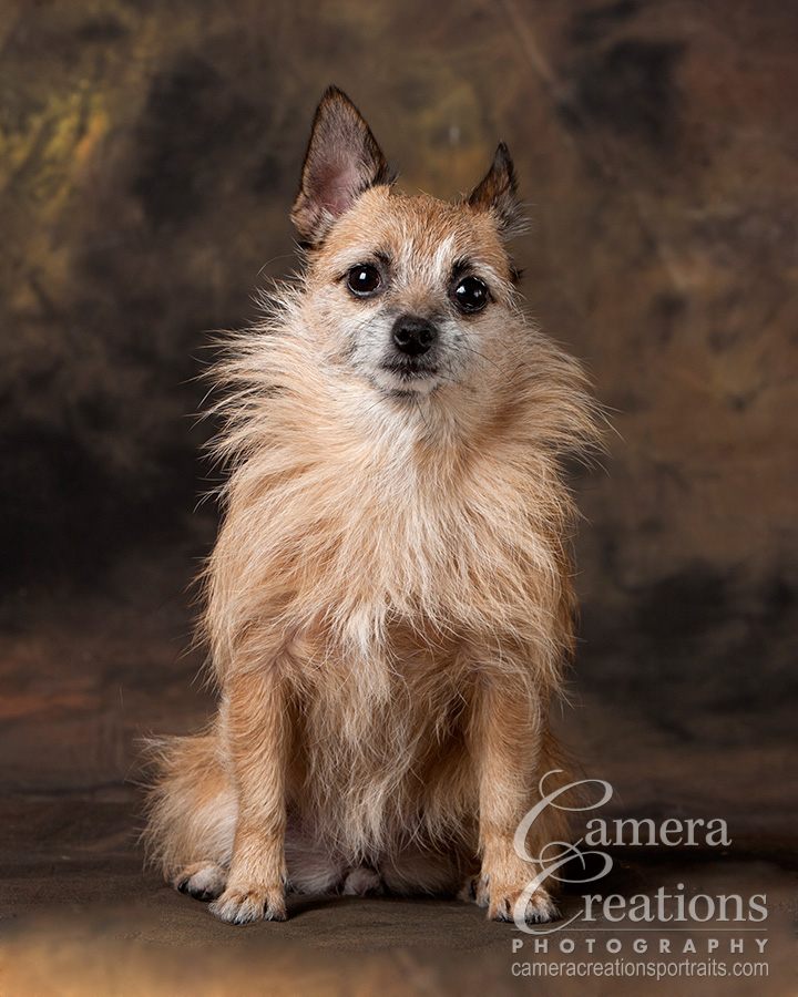 A LOS ANGELES PET PHOTOGRAPHY SESSION FOR BROWN