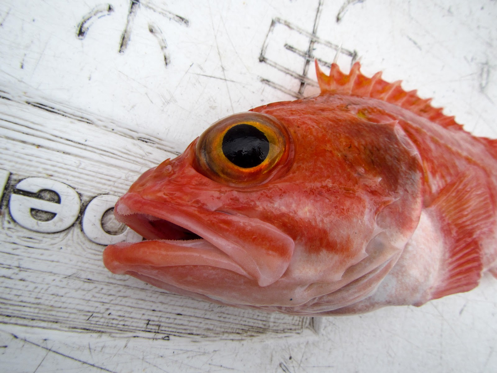 德先生魚筆記