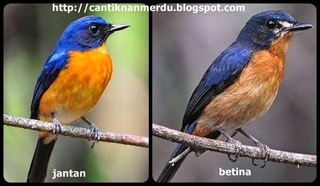 Burung Tledekan Gunung Dan Tledekan Laut Natasya Saja
