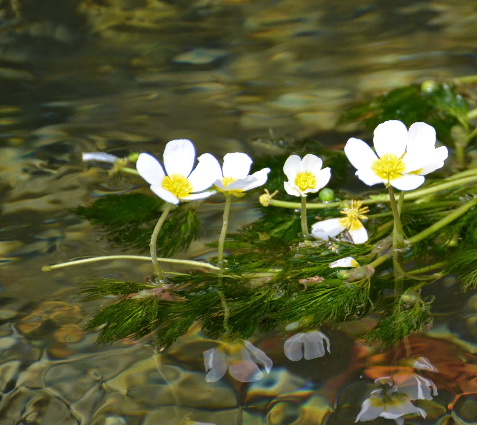 Ranunculus