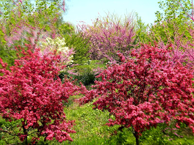 Spring the Reservoir Central Park