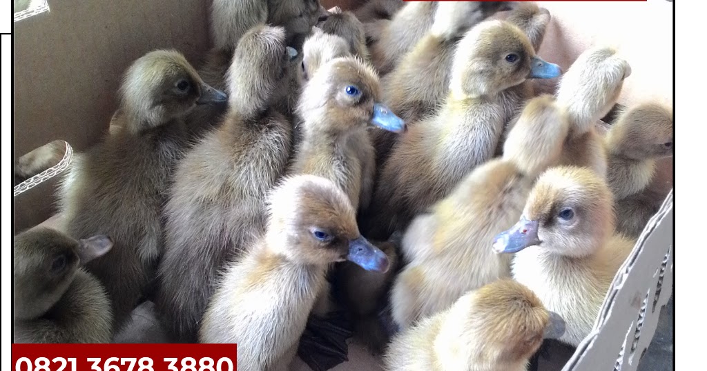 Harga Telur Bebek 2019 Harga Anak Bebek Lokal Harga Telur Bebek 2019 Harga Anak Bebek Lokal