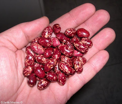 frijoles criollos