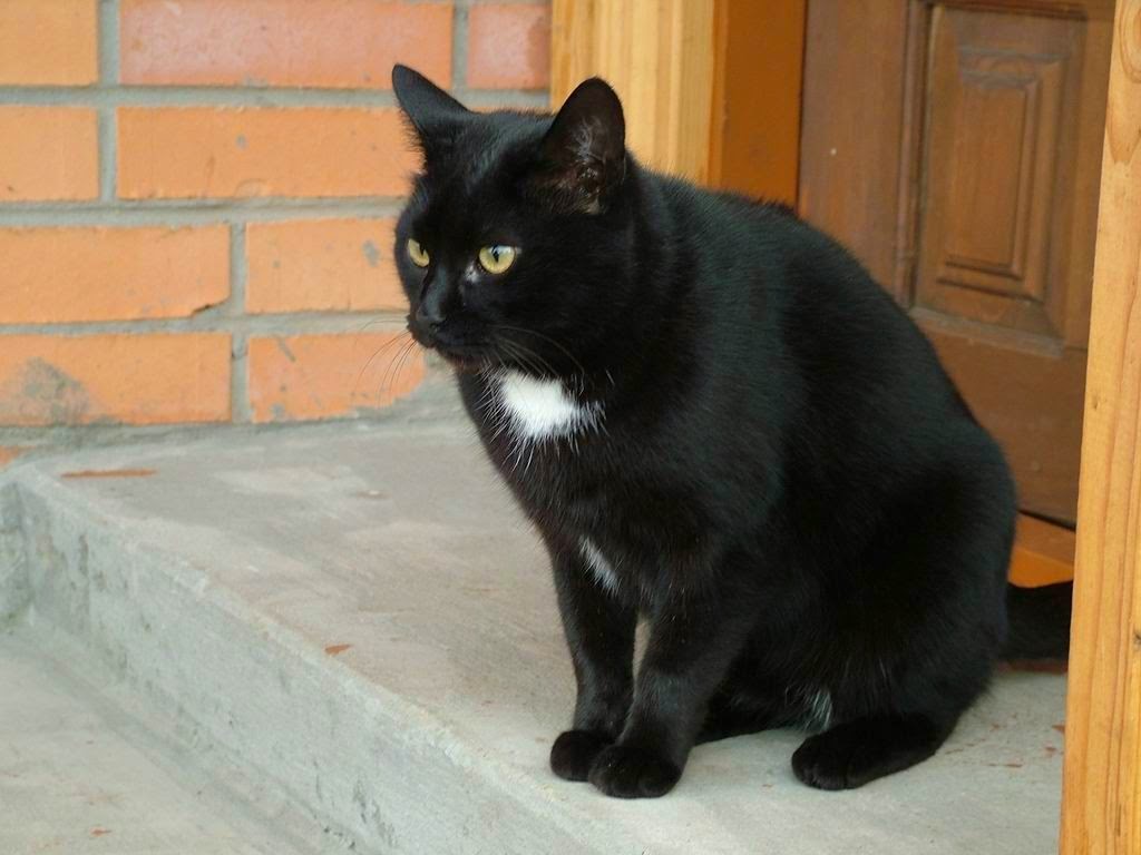 Белый галстук у черного кота 7 букв. Бомбейская кошка с белой грудкой. Бомбейская кошка длинношерстная. Бомбейская кошка белая. Бомбейская кошка черно белая.