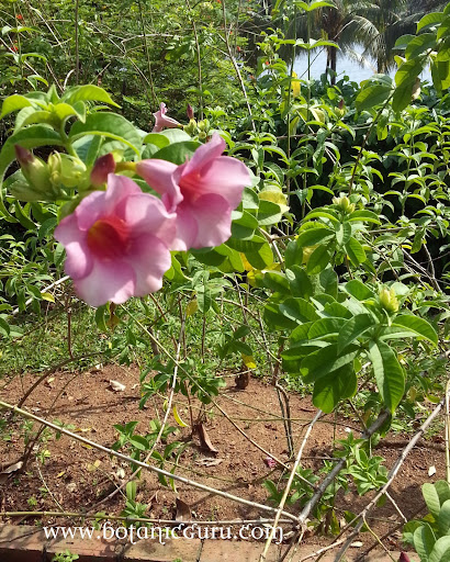 Allamanda blanchetii, Allamanda violacea, Purple Allamanda, Violet Allamanda, Cherry Allamnda flowers